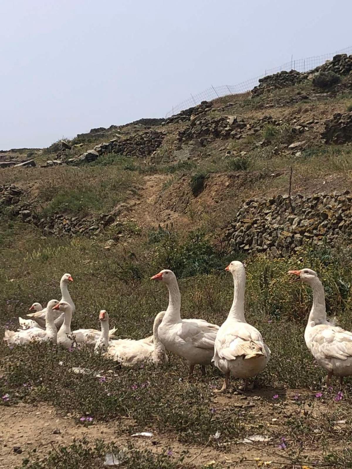 Afrodite Hotel Tínos Kültér fotó